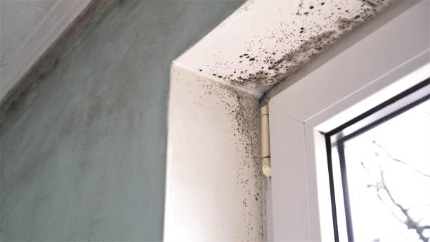 Best Mold Odor Removal Services  in Girard, PA